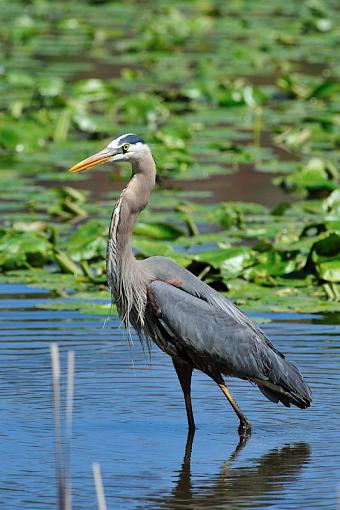 Great Blue Heron-dsc_4347_web.jpg