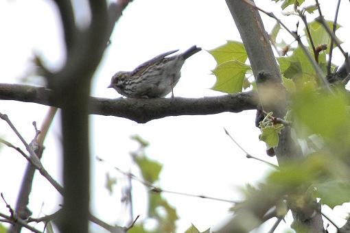 SPRING 2010 Bird ID Thread-img_8957.jpg