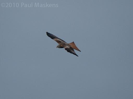 Red Kites-_1040666.jpg