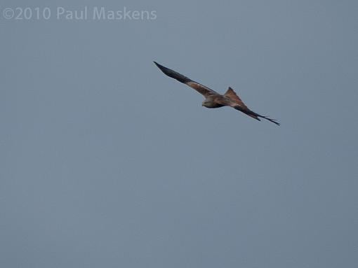 Red Kites-_1040667.jpg