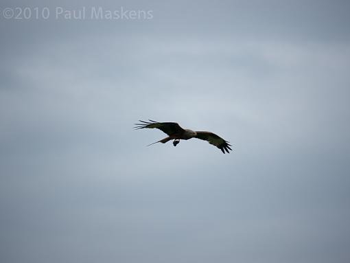 Red Kites-_1040656.jpg