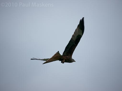 Red Kites-_1040659.jpg