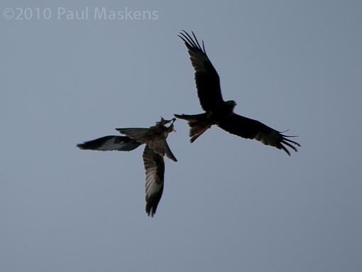 Red Kites-_1040718.jpg