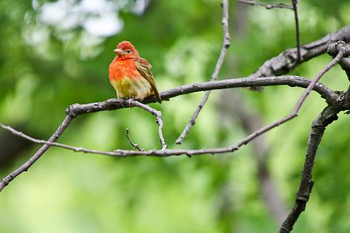 SPRING 2010 Bird ID Thread-img_9100.jpg