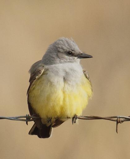 SPRING 2010 Bird ID Thread-flycatcher-1-sm.jpg