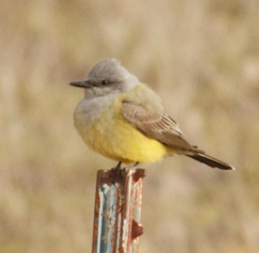 SPRING 2010 Bird ID Thread-flycatcher-2-sm.jpg