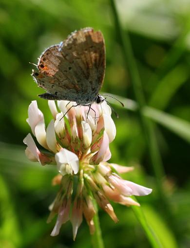 Teeny butterflies-img_3855.jpg