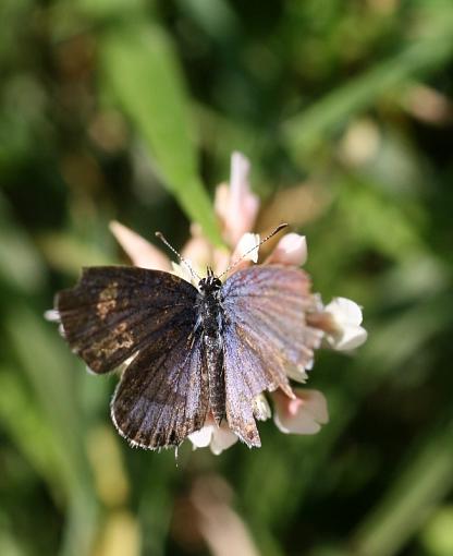 Teeny butterflies-img_3898.jpg