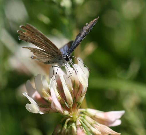 Teeny butterflies-img_3916.jpg