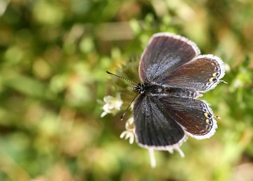 Teeny butterflies-img_3947.jpg