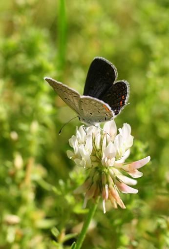 Teeny butterflies-img_3970.jpg