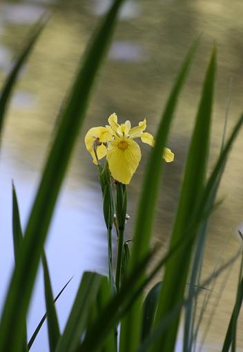 And some flowers...-img_4134.jpg