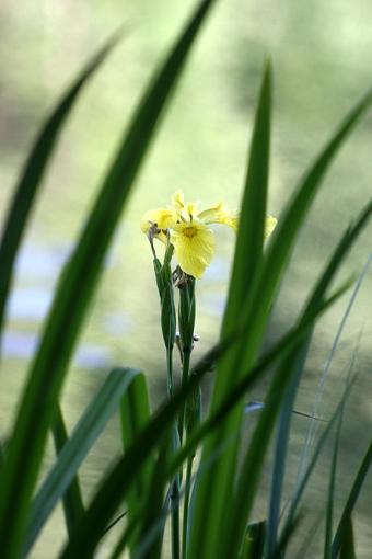 And some flowers...-img_4144.jpg