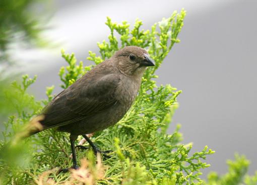 Sparrows, swallows, a female cowbird-img_4805.jpg