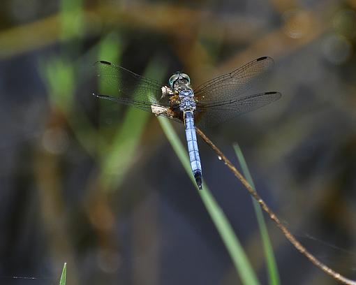 Dragon fly from 8ft away-_dsc8878.jpg