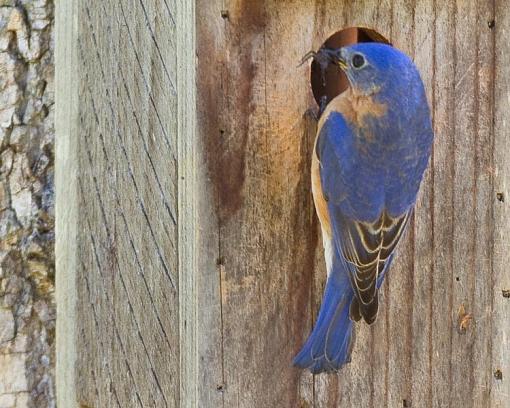 Bluebird Ritual-bluebird-critique-1-1-.jpg