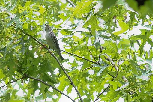 SPRING 2010 Bird ID Thread-img_1024.jpg