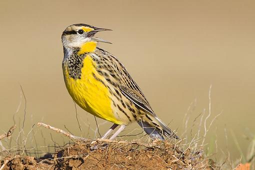More birds-meadowlark1.jpg