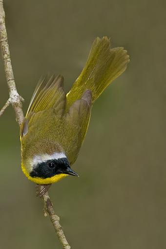 More birds-common-yellow-throat2.jpg