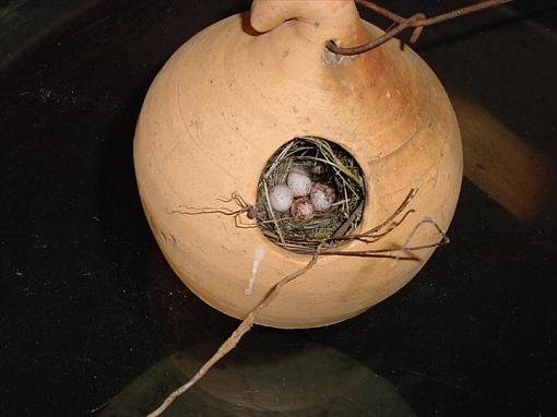 Watch a Wren-wrenest4eggs.jpg