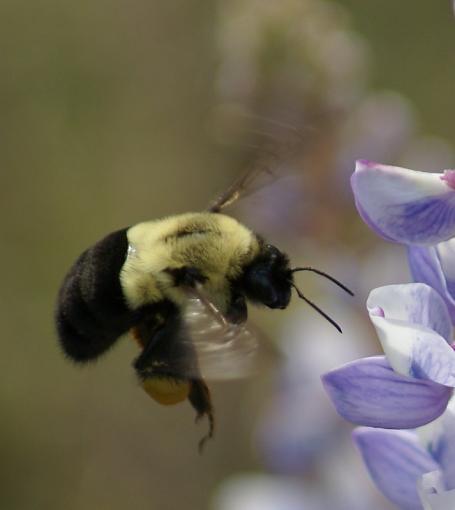 The Lion's Park-bee-crop.jpg