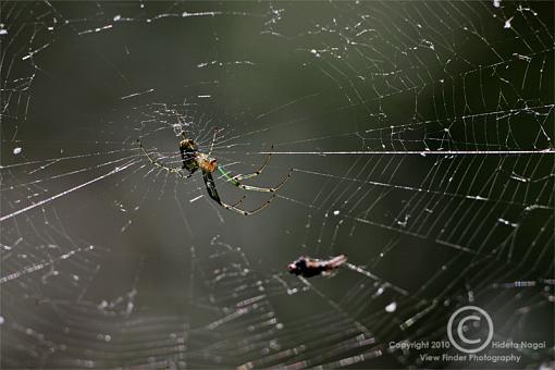 Extension Tubes - Full Disclosure-500mm-tubes.jpg