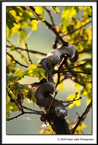 Snake ID please-_mg_6149.jpg