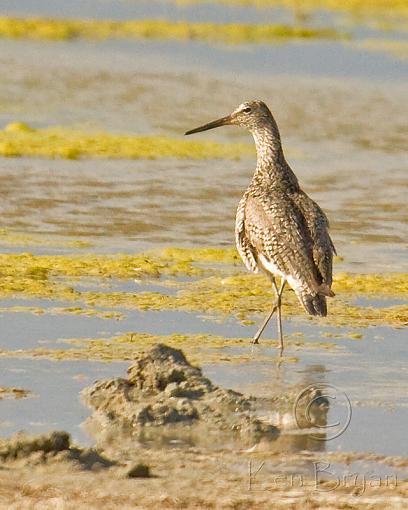 SPRING 2010 Bird ID Thread-willet.jpg