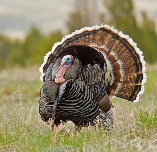 Courtship Ritual-wild-turkey-tom-sm.jpg