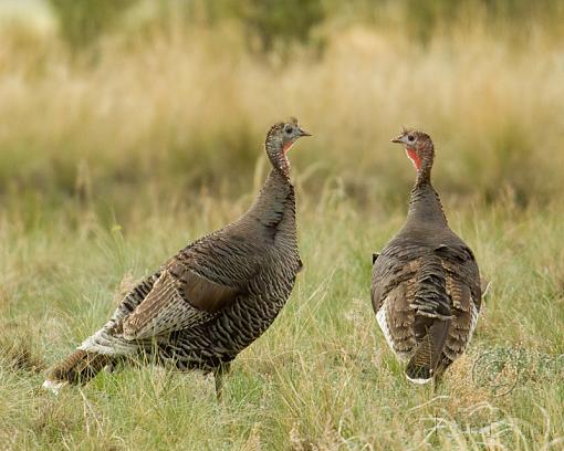 Courtship Ritual-wild-turkey-hens-sm.jpg