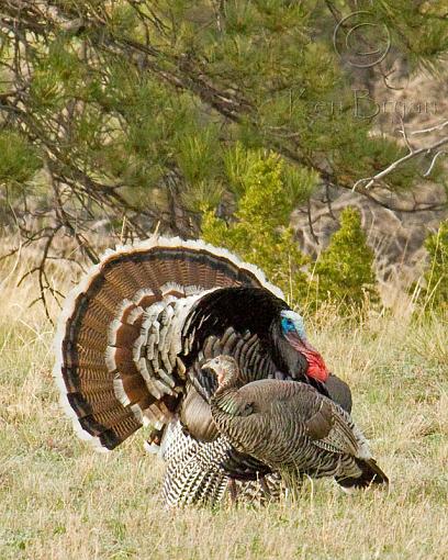 Courtship Ritual-wild-turkey-pair-sm.jpg