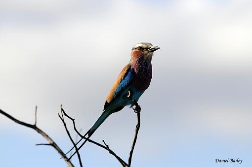 Birds of Kruger National Park (South Africa) part I-_dsc2034.jpg