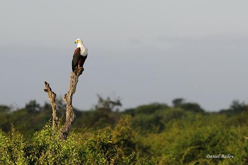 Birds of Kruger National Park (South Africa) part I-_dsc1625.jpg