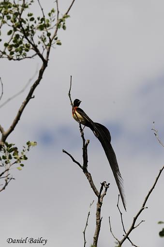 Birds of Kruger National Park (South Africa) part I-_dsc1913.jpg