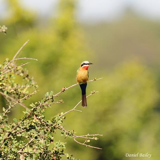 Birds of Kruger National Park (South Africa) part I-_dsc2202-1.jpg