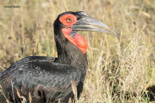 Birds of Kruger National Park (South Africa) part I-_dsc2044.jpg