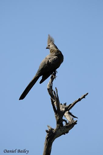 Birds of Kruger National Park (South Africa) part I-_dsc2227.jpg