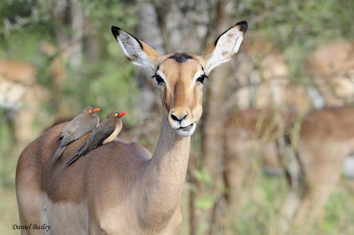 Birds of Kruger National Park (South Africa) part I-_dsc2432.jpg