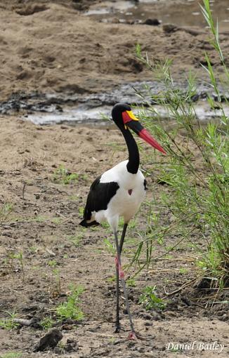 Birds of Kruger National Park (South Africa) part I-_dsc2480.jpg