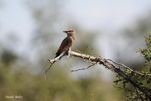 Birds of Kruger National Park (South Africa) part I-_dsc2272.jpg