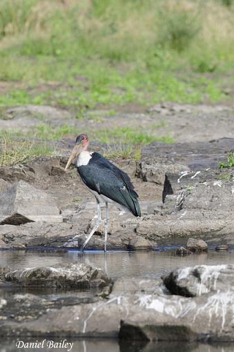 Birds of Kruger National Park (South Africa) part I-_dsc2445.jpg