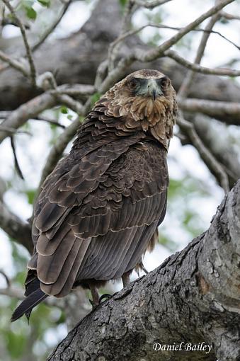 Birds of Kruger National Park (South Africa) part I-_dsc2517.jpg