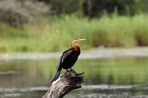 Birds of Kruger National Park (South Africa) part I-_dsc2589.jpg