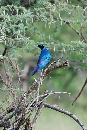 Birds of Kruger National Park (South Africa) part I-dsc_0191.jpg