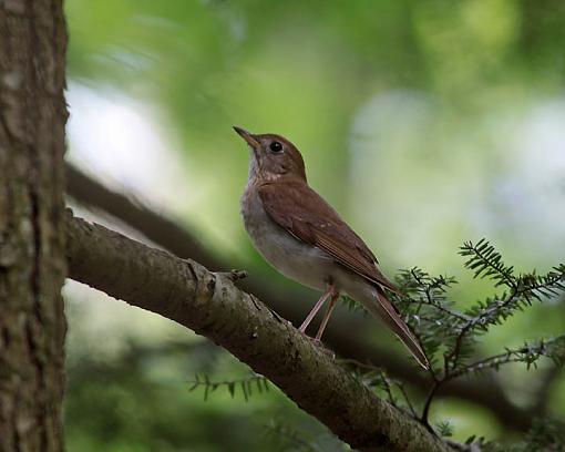 SPRING 2010 Bird ID Thread-6467w.jpg