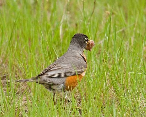 The Worm Whisperer-robin-worm.jpg