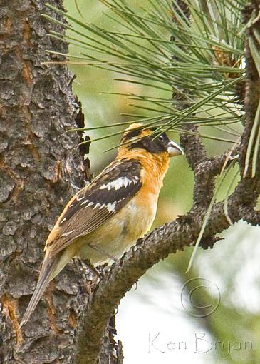 Camera Shy Grosbeak-black-headed-grosbeak.jpg