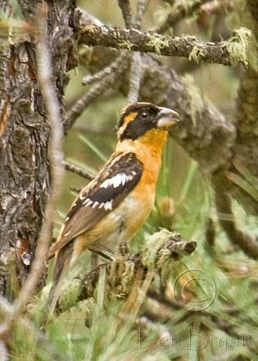 Camera Shy Grosbeak-black-headed-grosbeak-2.jpg