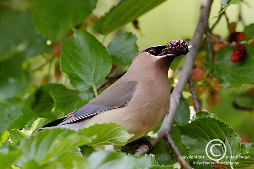 The Ripening-cww_4902.jpg