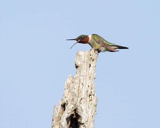 Talking Hummingbird-talking-hummingbird-1-1-.jpg